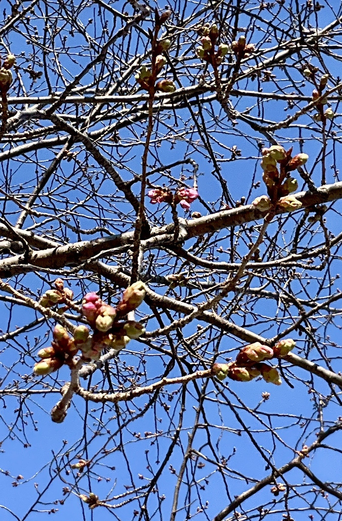 陽気に誘われて🌸